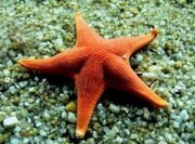Year Group Starfish