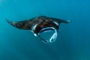 Year Group Manta Rays